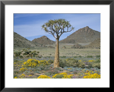 Quiver Tree (Aloe Dichotoma), Goegap Nature Reserve, Namaqualand, South Africa, Africa by Steve & Ann Toon Pricing Limited Edition Print image