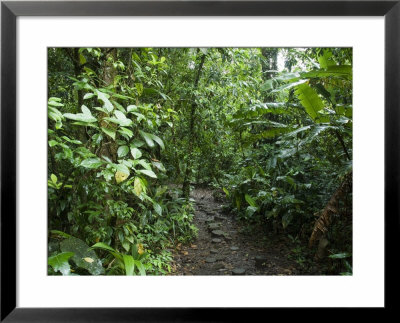 Vegetation In The Rain Forest, Tortuguero National Park, Costa Rica, Central America by R H Productions Pricing Limited Edition Print image
