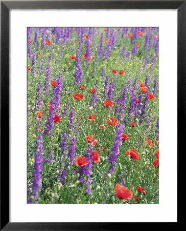Wild Flowers Near Goreme, Cappadocia, Anatolia, Turkey by R H Productions Pricing Limited Edition Print image