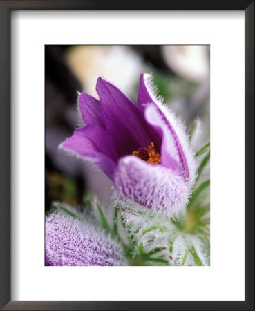 Pulsatilla Vulgaris Pasque Flower by Lynn Keddie Pricing Limited Edition Print image