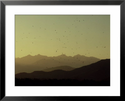 Turkey Vulture Migration, Baja California, Mexico by Chris Sharp Pricing Limited Edition Print image