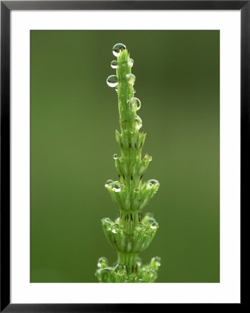 Water Horsetail, Equisetum Fluviatile, Water Droplets On Leaves, Uk by Mark Hamblin Pricing Limited Edition Print image