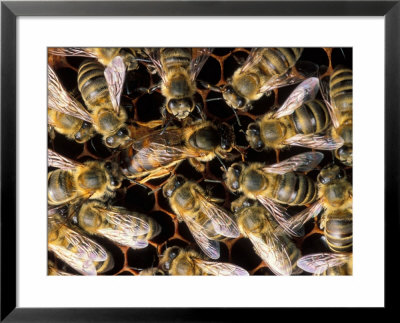 Honey Bees by David M. Dennis Pricing Limited Edition Print image