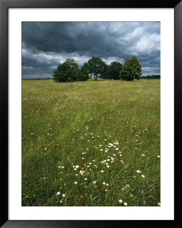 Cluster Of Trees In A Field With Wildflowers Under A Cloudy Sky by Klaus Nigge Pricing Limited Edition Print image