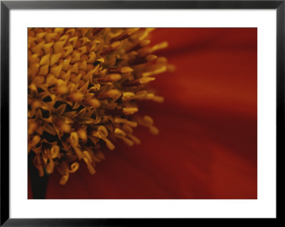 Close View Of A Zinnia by Raul Touzon Pricing Limited Edition Print image