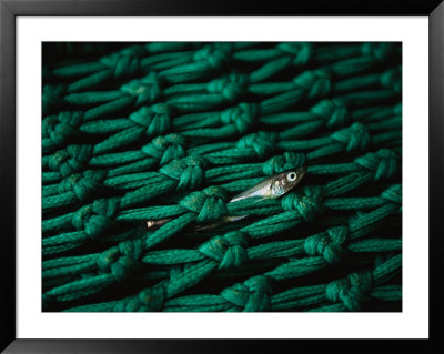 Fishnet With Fish Carcass by Joel Sartore Pricing Limited Edition Print image