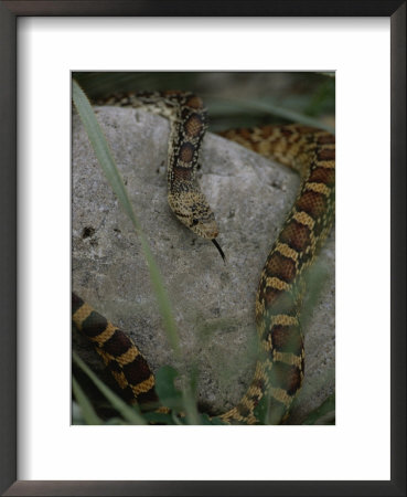 A Non-Venomous Gopher Snake Crawls Over A Rock On Gray Hawk Ranch by Annie Griffiths Belt Pricing Limited Edition Print image