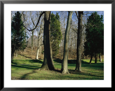 Bare Hardwood Trees Against A Backdrop Of Cedars In A Clearing by Raymond Gehman Pricing Limited Edition Print image