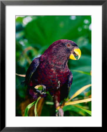 State Bird Pohnpei Lory, Pohnpei State, Micronesia by Michael Aw Pricing Limited Edition Print image