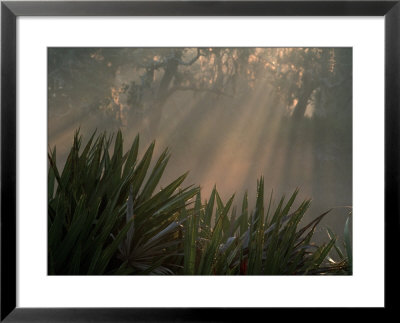 Chimney Creek, Palms And Oaks In Fog, Savannah, Georgia, Usa by Joanne Wells Pricing Limited Edition Print image