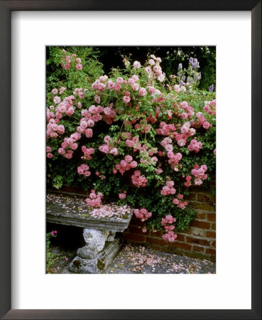 Pheasant Rose Cascades Over Wall Onto Stone Bench by Ron Evans Pricing Limited Edition Print image