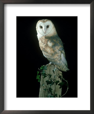 Barn Owl by Mark Hamblin Pricing Limited Edition Print image