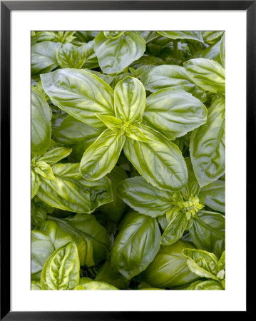 Sweet Basil, Ocimum Basilicum by Kidd Geoff Pricing Limited Edition Print image