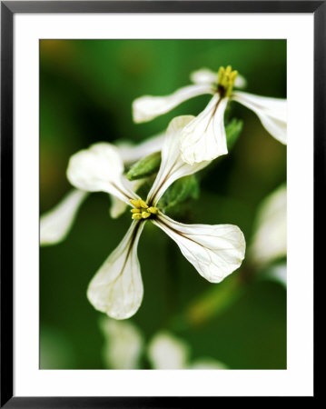 Rocket (Sweet) Close-Up Of White Flower Heads by Lynn Keddie Pricing Limited Edition Print image