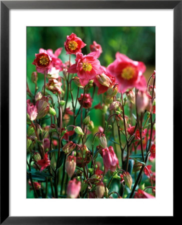 Aquilegia (Winky Rose And Rose), Close-Up Of Flowers by Pernilla Bergdahl Pricing Limited Edition Print image