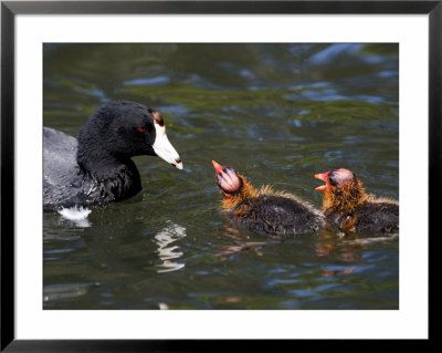 American Coot Adult With Chicks, San Diego, California by Tim Laman Pricing Limited Edition Print image