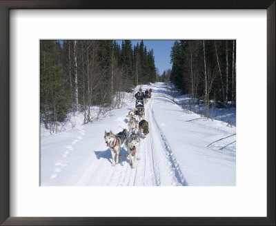 Driving Siberian Huskies, Karelia, Finland, Scandinavia, Europe by Louise Murray Pricing Limited Edition Print image