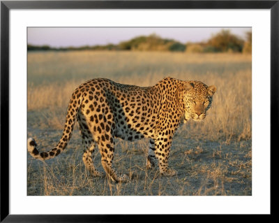 Male Leopard, Panthera Pardus, In Capticity, Namibia, Africa by Ann & Steve Toon Pricing Limited Edition Print image