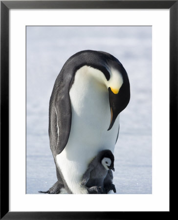 Emperor Penguin Chick And Adult, Snow Hill Island, Weddell Sea, Antarctica, Polar Regions by Thorsten Milse Pricing Limited Edition Print image