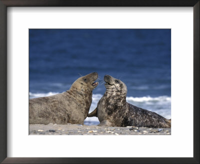 Gray Seal, (Halichoerus Grypus), Helgoland, Schleswig-Holstein, Germany by Thorsten Milse Pricing Limited Edition Print image