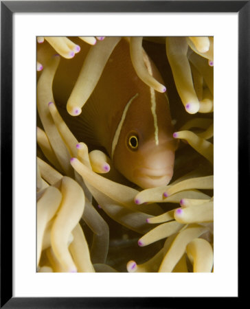 Pink Anemonefish, Banda Sea, Indonesia by Stuart Westmoreland Pricing Limited Edition Print image