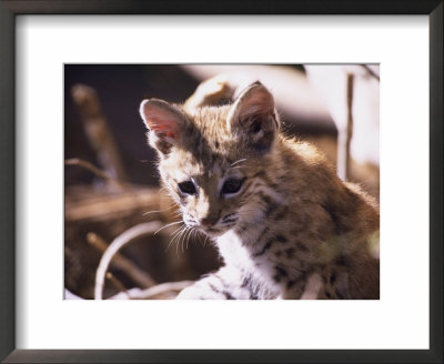 Bobcat Baby, Felis Rufus by Mark Newman Pricing Limited Edition Print image
