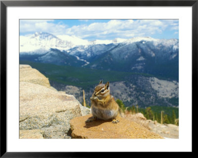 Least Chipmunk, Rocky Mountains, Colorado by David Boag Pricing Limited Edition Print image