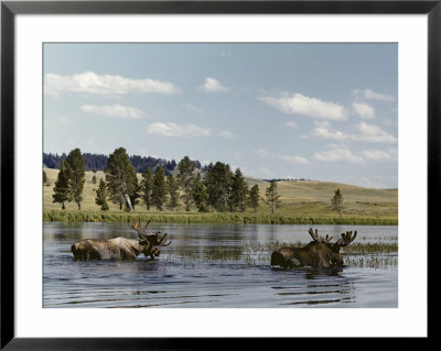 Two Bull Moose Wade Through A Lake Where They Have Come To Feed On Aquatic Plants by Dr. Maurice G. Hornocker Pricing Limited Edition Print image