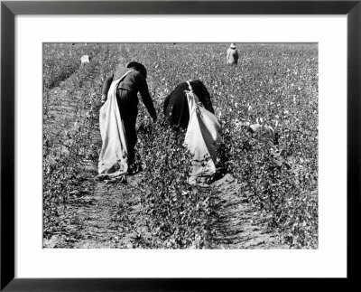 African American Farm Workers Picking Cotton by Grey Villet Pricing Limited Edition Print image