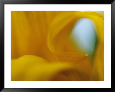 Abstract Detail Of Yellow Flower Petals, Minnesota, Usa by Richard Hamilton Smith Pricing Limited Edition Print image