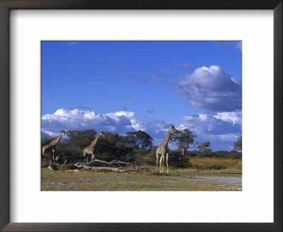 Giraffe, Giraffa Camelopardalis, Moremi Wildlife Reserve, Botswana, Africa by Thorsten Milse Pricing Limited Edition Print image