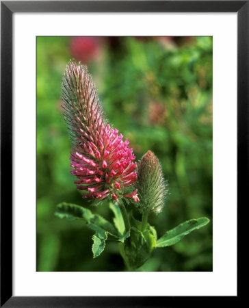 Trifolium Rubens (Clover) by Fiona Mcleod Pricing Limited Edition Print image