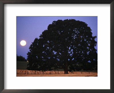 Full Moon Behind A Tree by Fogstock Llc Pricing Limited Edition Print image