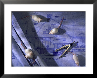 Mouse On Blue Print by Dan Gair Pricing Limited Edition Print image