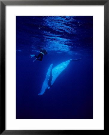 Humpback Whale, With Diver, Polynesia by Gerard Soury Pricing Limited Edition Print image