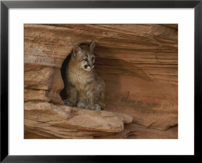 A Young Mountain Lion Rests In A Rocky Niche by Norbert Rosing Pricing Limited Edition Print image