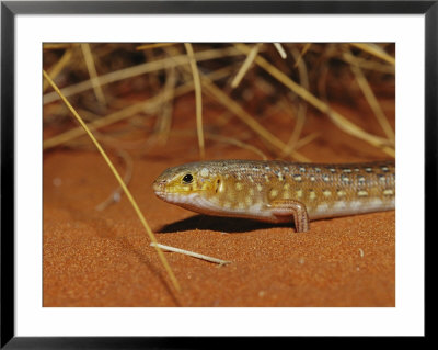 A Leopard Ctenotus Skink Resting In Red Desert Sand by Jason Edwards Pricing Limited Edition Print image