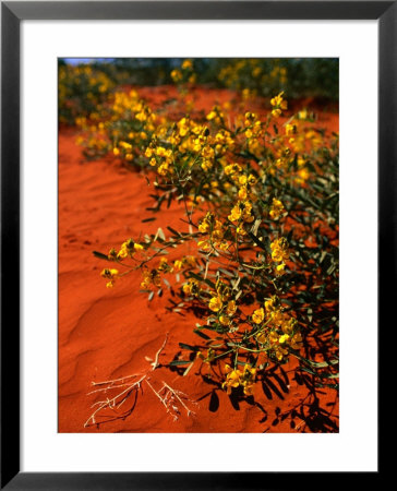 Oval Leaf Cassia (Cassia Oliophylla) In Outback Sand, Australia by John Banagan Pricing Limited Edition Print image