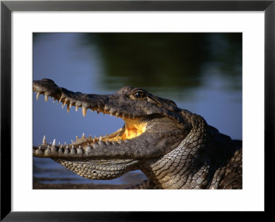 Nile Crocodile (Crocodylus Niloticus), Paga, Ghana by Ariadne Van Zandbergen Pricing Limited Edition Print image