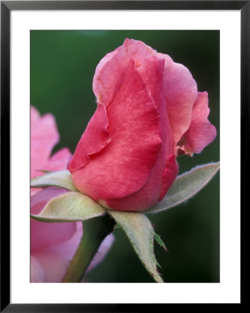 Red Rose Bud, Bellevue Botanical Garden, Washington, Usa by Jamie & Judy Wild Pricing Limited Edition Print image