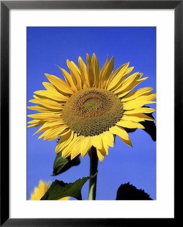 Helianthus Annus Sunspot (Sunflower) Blue Sky Background by Juliet Greene Pricing Limited Edition Print image