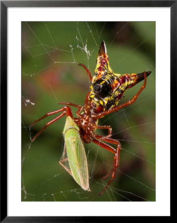 Micrathena Sagittata Spider In Its Web With Leafhopper Prey by George Grall Pricing Limited Edition Print image