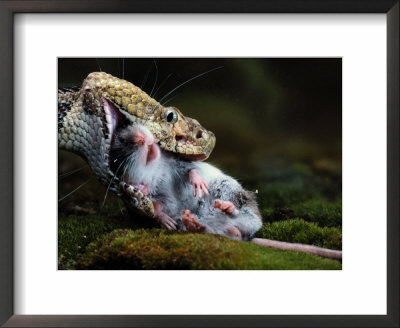 A Black Timber Rattlesnake Swallows A White-Footed Mouse by Bianca Lavies Pricing Limited Edition Print image