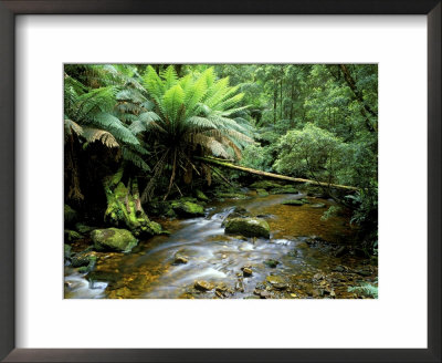 Nelson Creek, Franklin Gordon Wild Rivers National Park, Tasmania, Australia by Rob Tilley Pricing Limited Edition Print image