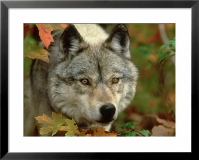 Timber Wolf, Close-Up Portrait In Autumn Foliage, Usa by Mark Hamblin Pricing Limited Edition Print image