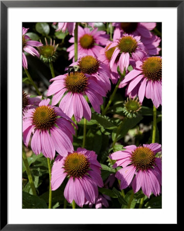 Group Of Echinacea Flowers, Groton, Connecticut by Todd Gipstein Pricing Limited Edition Print image