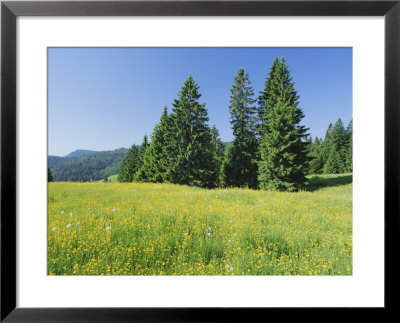 Typical Scene In The Schwarzwald (Black Forest), Baden-Wurttemberg, Germany, Europe by Gavin Hellier Pricing Limited Edition Print image