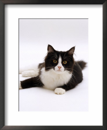 Domestic Cat, 6-Month, Black-And-White Semi-Longhaired Female Cat Lying On Floor by Jane Burton Pricing Limited Edition Print image