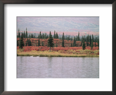 Trumpeter Swans (Cygnus Cygnus Buccinator) On Lake, Denali National Park, Alaska by Tom Mangelsen Pricing Limited Edition Print image