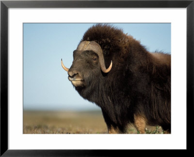 Musk Ox Bull On The North Slope Of The Brooks Range, Alaska, Usa by Steve Kazlowski Pricing Limited Edition Print image
